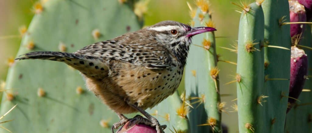 Animals in Arizona - Cactus Wren