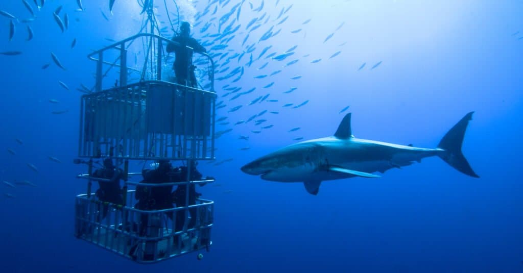 Cage Diving with a Great White Shark