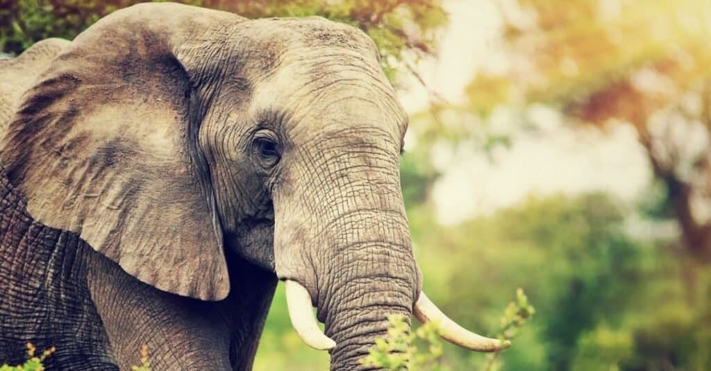 Can elephants jump African elephant