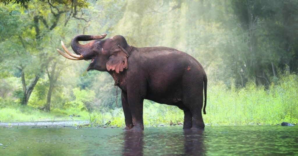 Lazy Elephant Slides Down a Muddy Hill On Its Knees After Heavy Raining