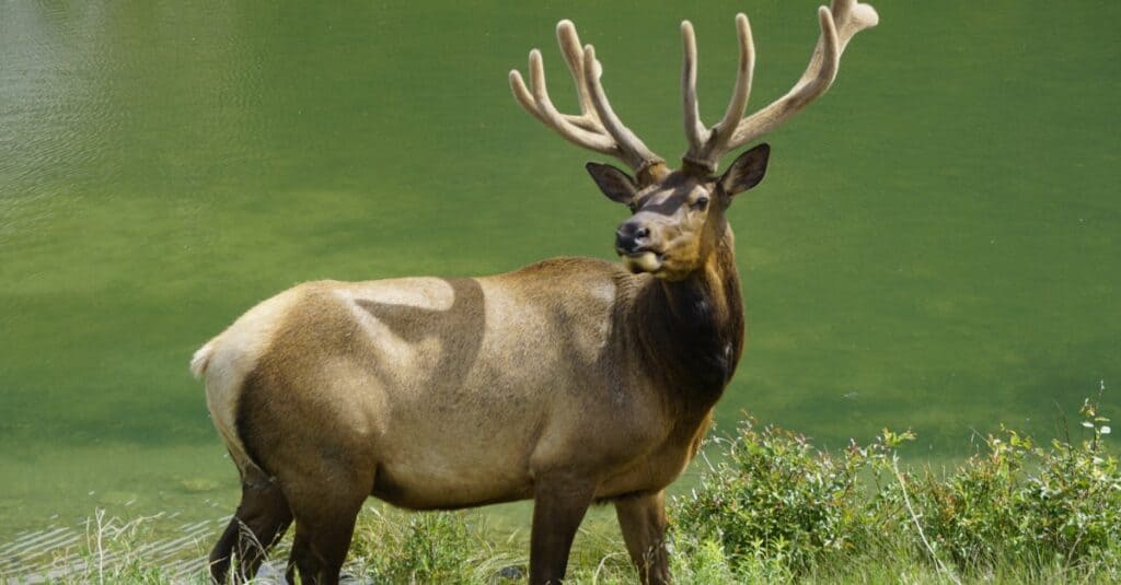 Caribou standing with water in the background.