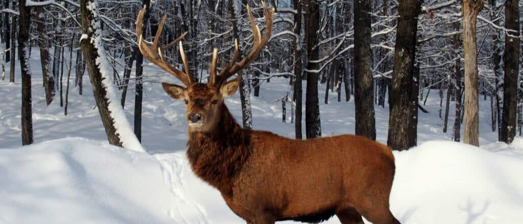 Caribou Buck in the snow