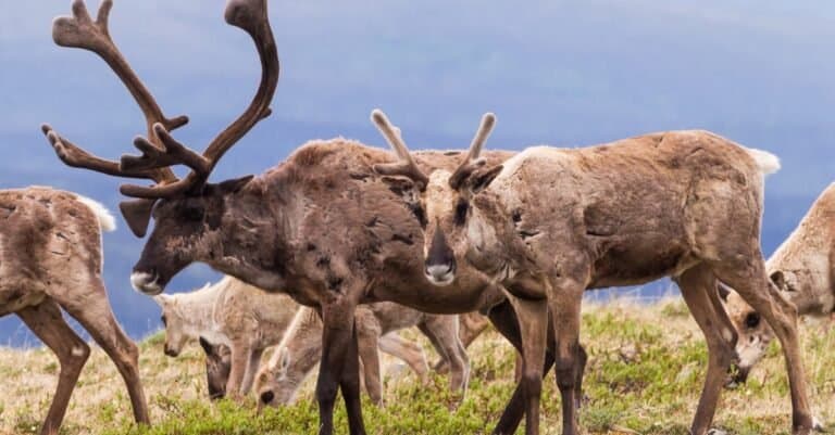 Caribou herd on the alpine tundra in the Yukon, Canada.