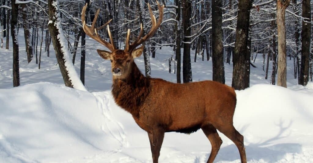 Caribou Buck đứng trong tuyết.