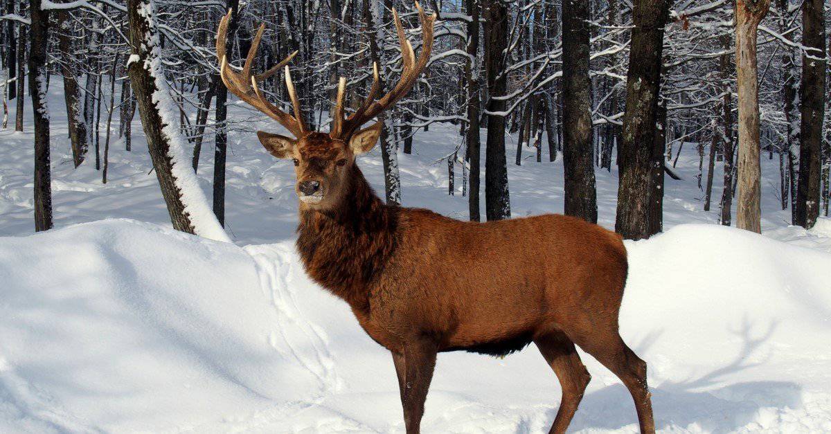 Caribou Buck standing in the snow.