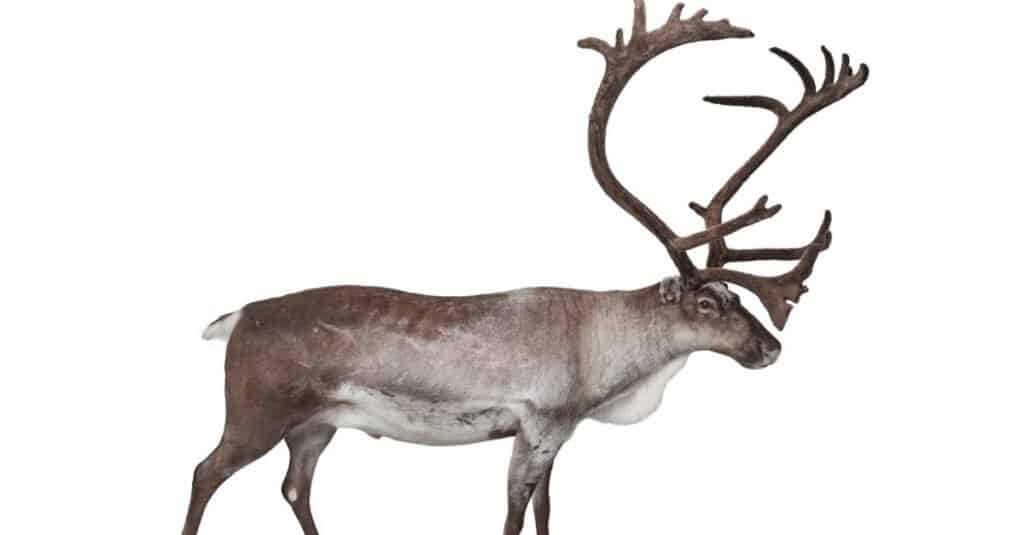 arctic deer