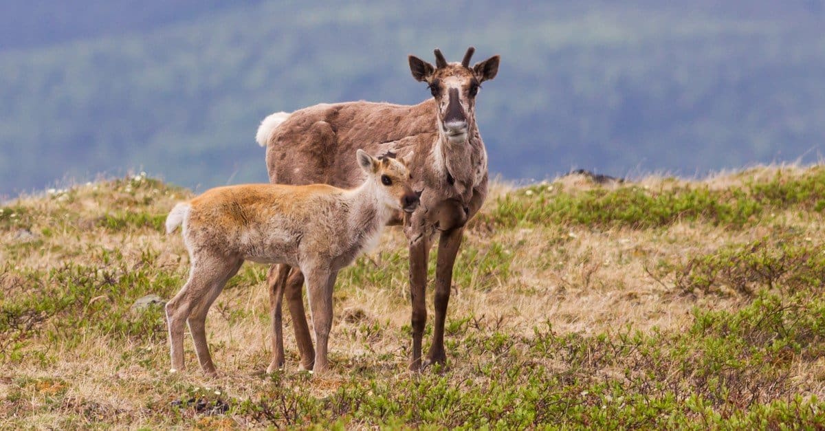 baby caribou