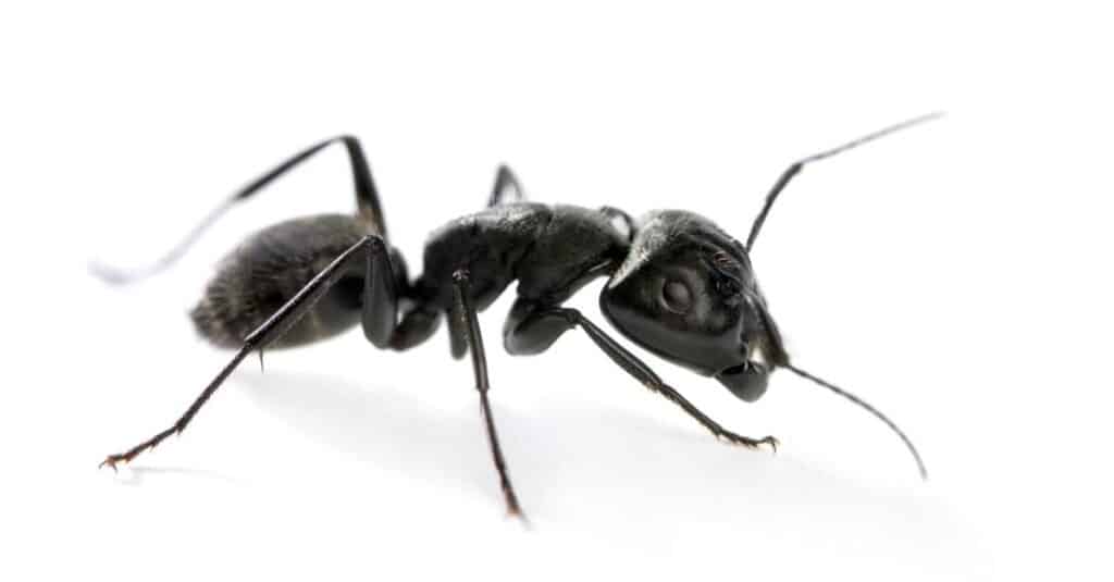 Carpenter Ant vs Termite