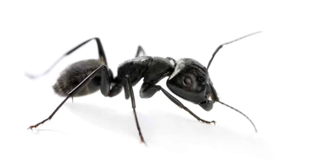 Carpenter ant, Camponotus vagus, isolated on white background.