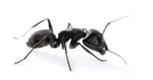 What Do Carpenter Ants Eat? Nope, Not Wood Picture