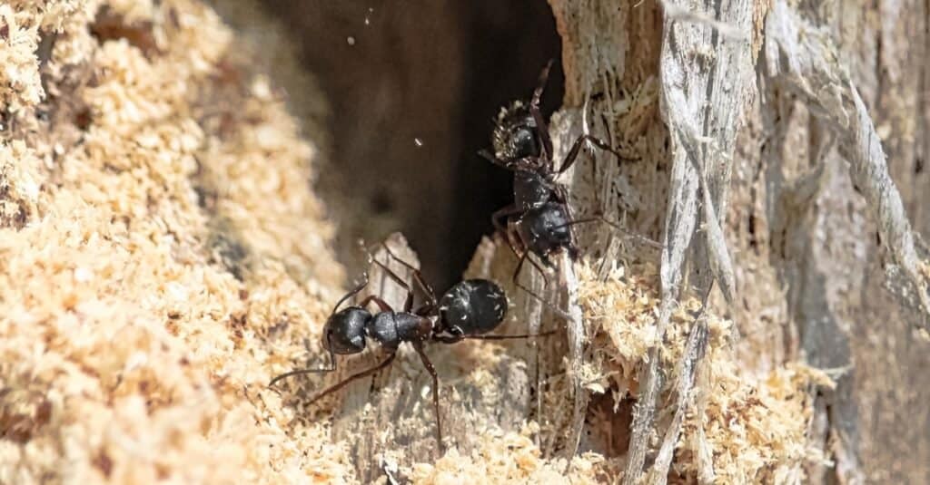 Carpenter Ant vs Termite