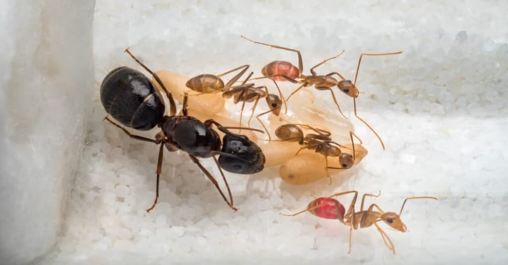 Fourmis charpentières ouvrières (Camponotus sp.) prenant soin de la fourmi reine, des œufs, des larves et des pupes dans un tube à essai.