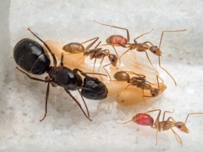 A Are Ants Nocturnal Or Diurnal? Their Sleep Behavior Explained