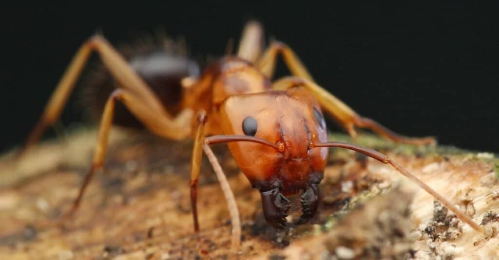 Close up of Florida Carpenter Ant