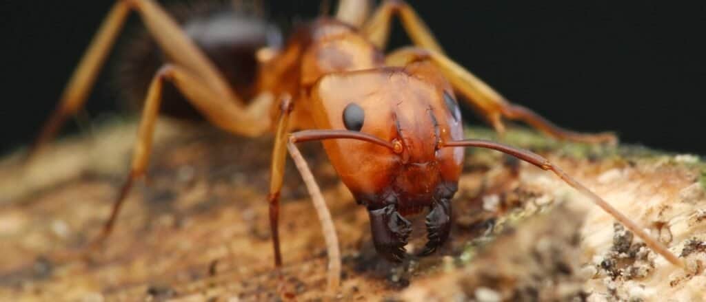 Carpenter ant close-up