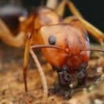 Wood ant