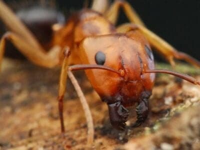 A Carpenter Ant