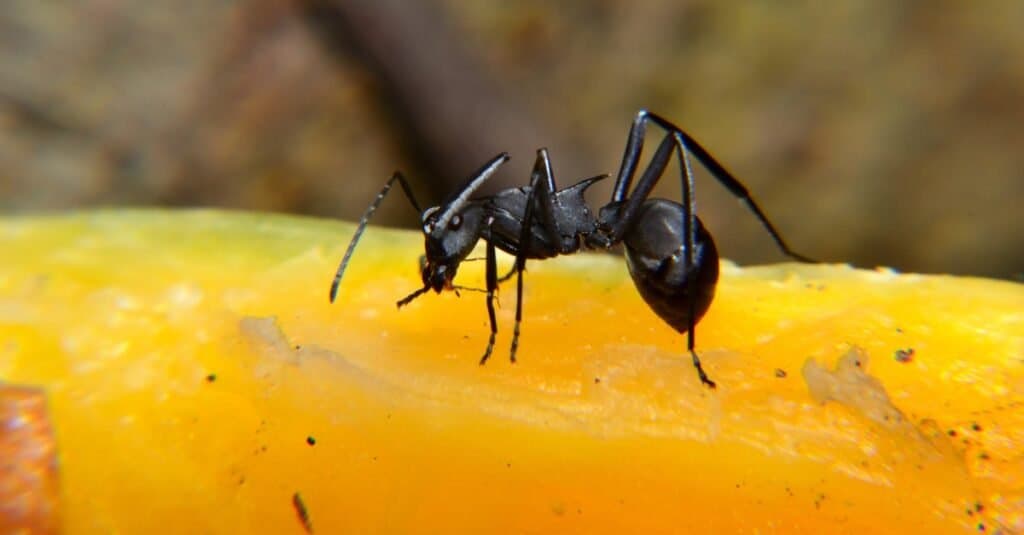 A black carpenter ant. 