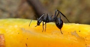 Do Ants Have Brains? Are They Smart? Picture