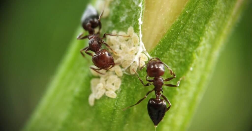 carpenter ant vs black ant