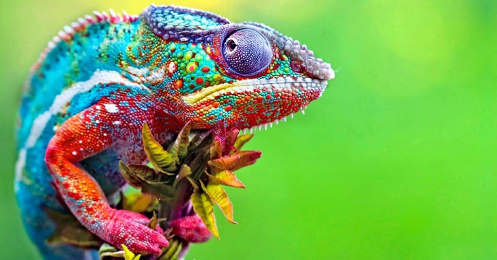 Animals That Change Color- Chameleon
