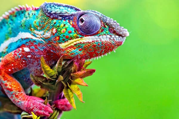 Chromatophores are the color-changing pigments chameleons use to regulate their body temperature. 
