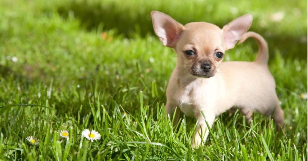 Chihuahua Puppy