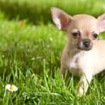 Tiny, curious and devoted, the Chihuahua is a very charismatic breed.