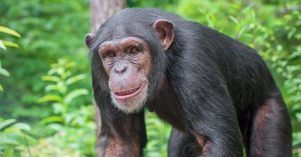 Animals that Sweat – chimpanzees
