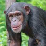 Like humans, chimpanzees sweat. However, they also use additional cooling methods to compensate.