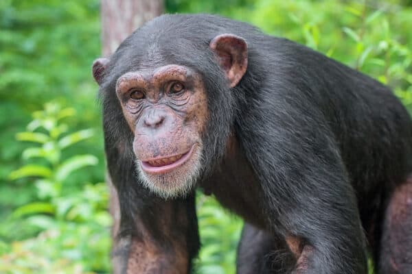 Like humans, chimpanzees sweat. However, they also use additional cooling methods to compensate.