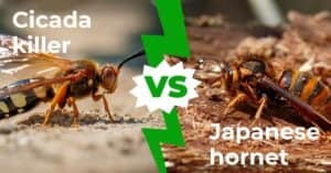 Cicada Killer vs Japanese Hornet: The Buzz on Big Bees with 3 Key Differences Picture