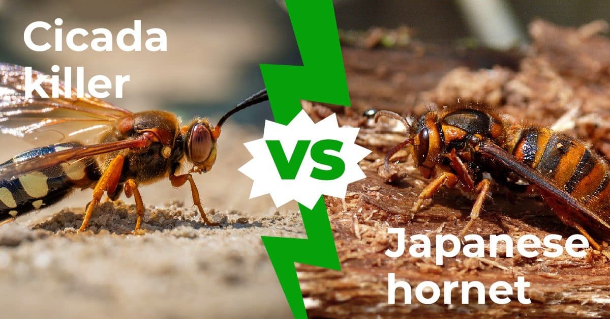 Cicada Killer vs Japanese Hornet