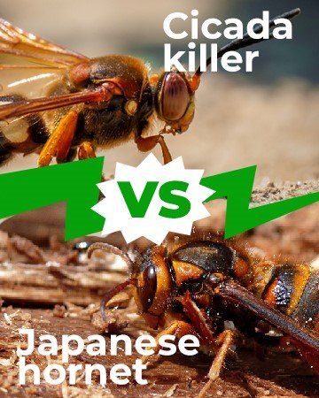 Cicada Killer vs Japanese Hornet