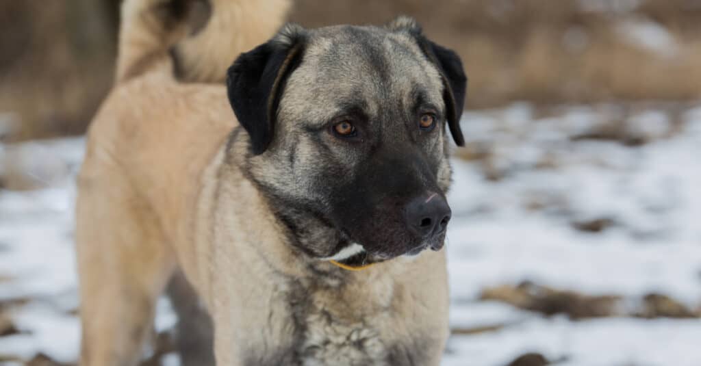 Close-Up of Anatolian Shepherd