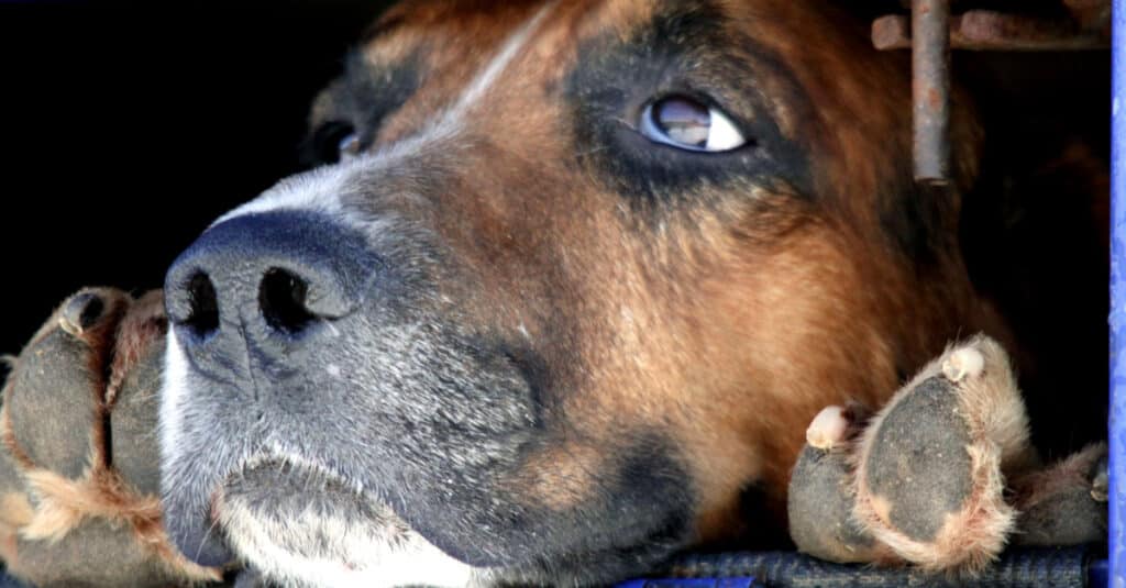 Close-Up of English Foxhound waiting to hunt