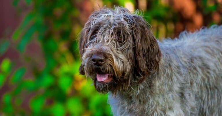 Close-Up of Wirehaired Pointing Griffon