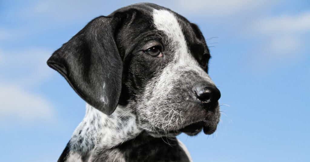 Close-up black and white german shorthaired pointer puppy