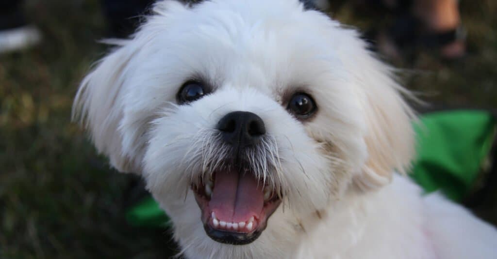 Close-up of a Maltese Shih Tzu