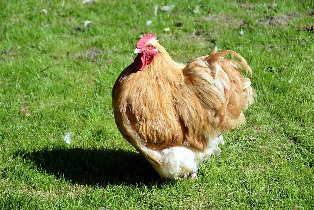 cochin rooster