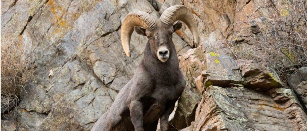 Bighorn sheep in mountainous environment