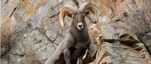 10 Incredible Bighorn Sheep Facts Picture