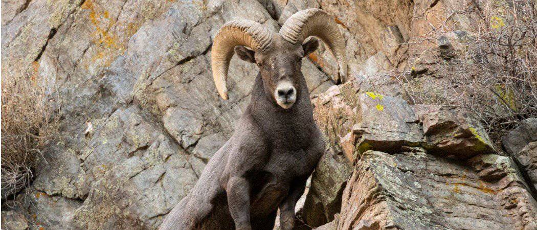 10 Incredible Bighorn Sheep Facts - AZ Animals