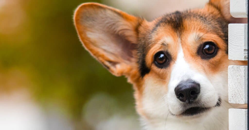 are carrots good for a pembroke welsh corgi