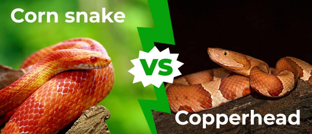 Corn Snake vs Copperhead