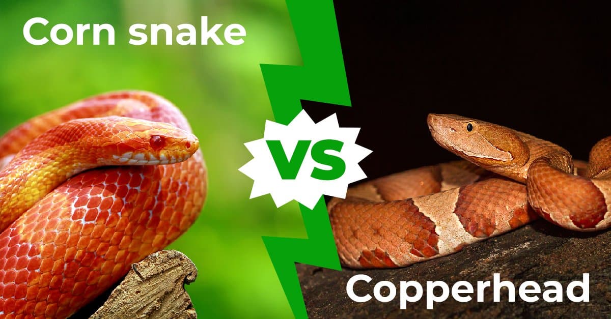 Difference Between Copperhead and Corn Snake