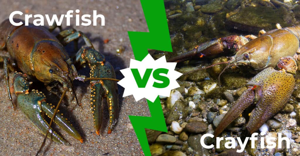 Crawfish vs Crayfish
