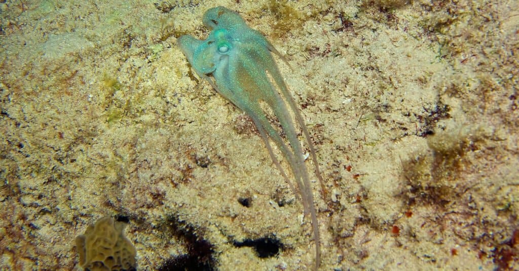 Craziest Animal Adaptations: Atlantic Pygmy Octopus