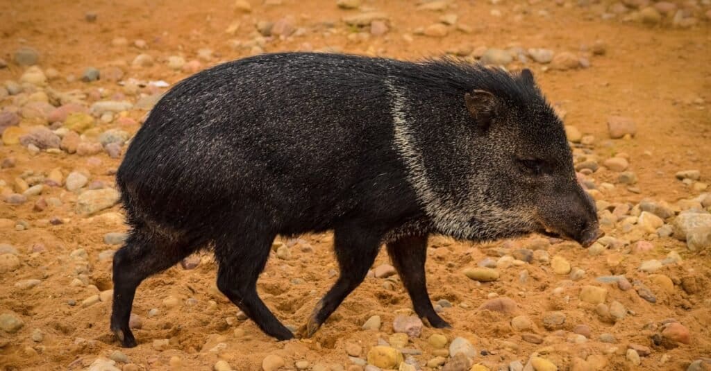 javelina bite wound