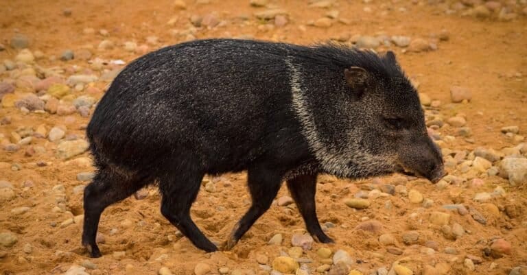 Craziest Animal Adaptations: Collared Peccary